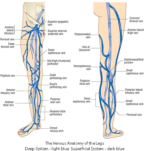 Карта вен нижних конечностей. Большая подкожная Вена бедра анатомия. Перфорантные вены нижних конечностей анатомия. Подкожная Вена нижней конечности анатомия. Большая подкожная Вена нижней конечности анатомия.